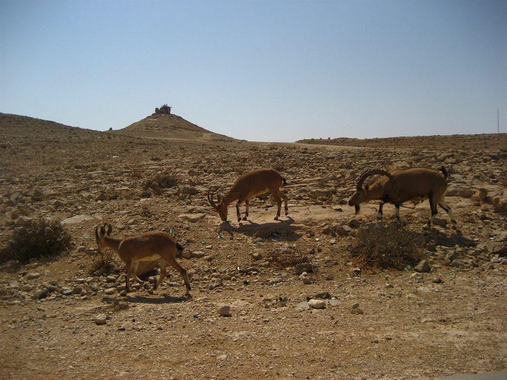 Silent Arrow Otel Mitzpe Ramon Dış mekan fotoğraf